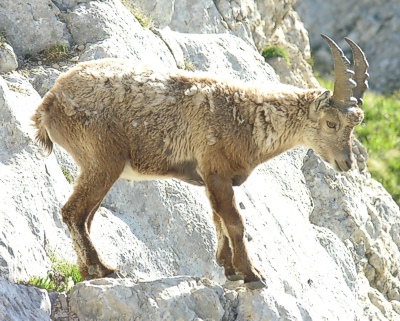 Male Ibex