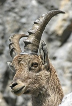 Ibex